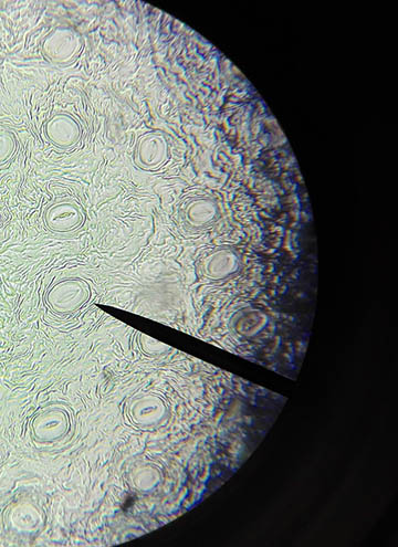  分子細胞生物學